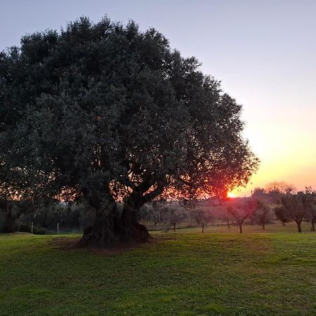 Agriturismo Il Vecchio Olivo كاستاجنيتو كاردوتشي المظهر الخارجي الصورة