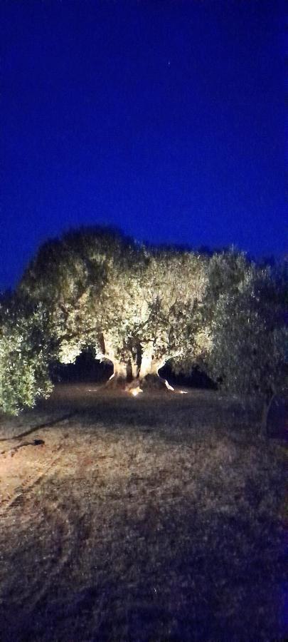Agriturismo Il Vecchio Olivo كاستاجنيتو كاردوتشي المظهر الخارجي الصورة