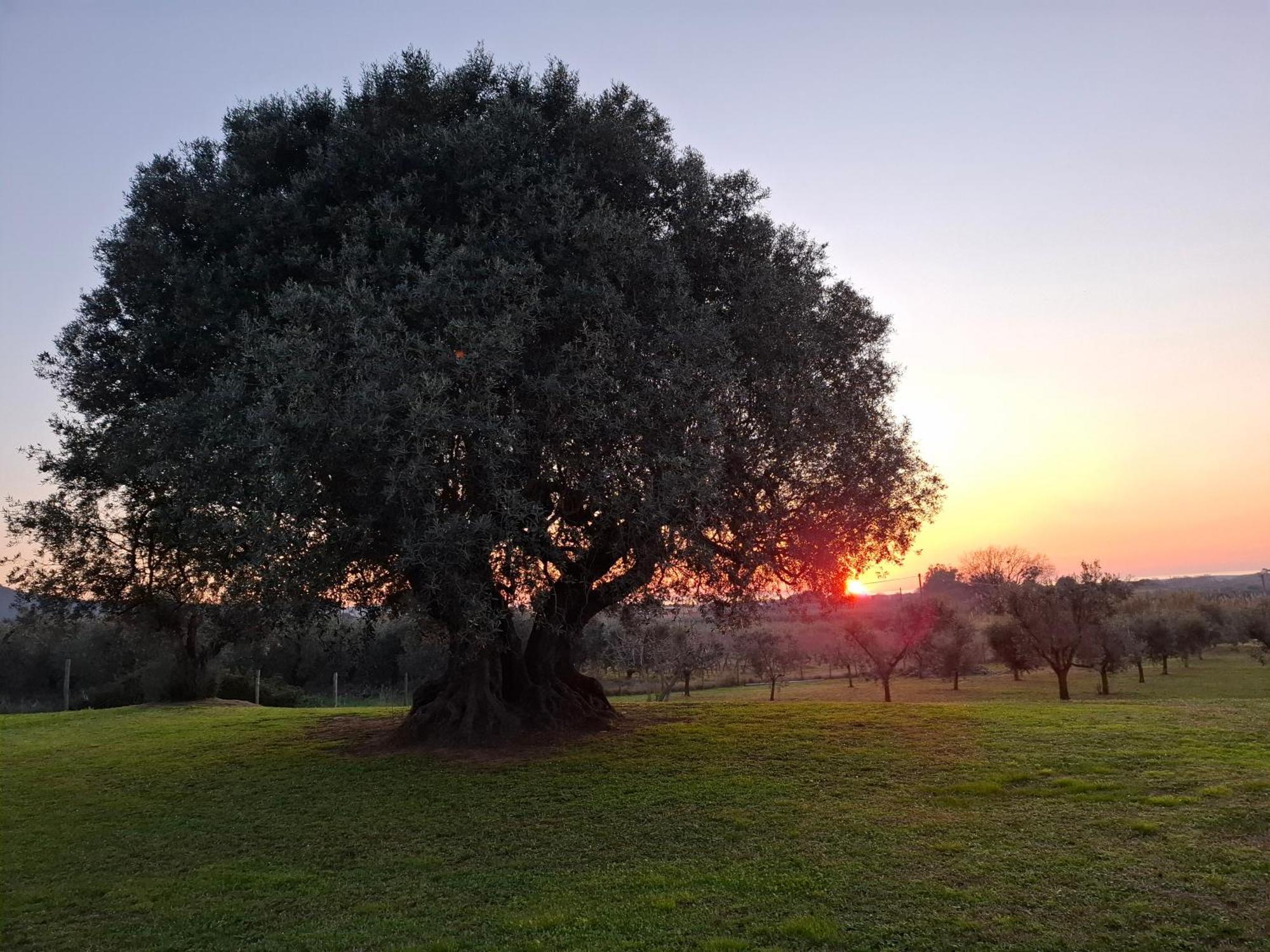 Agriturismo Il Vecchio Olivo كاستاجنيتو كاردوتشي المظهر الخارجي الصورة